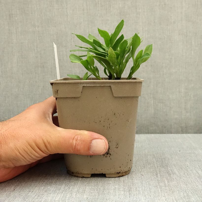 Esemplare di Alstroemeria Duchesses Anne Vaso da 1L/1,5L consegnato in estate