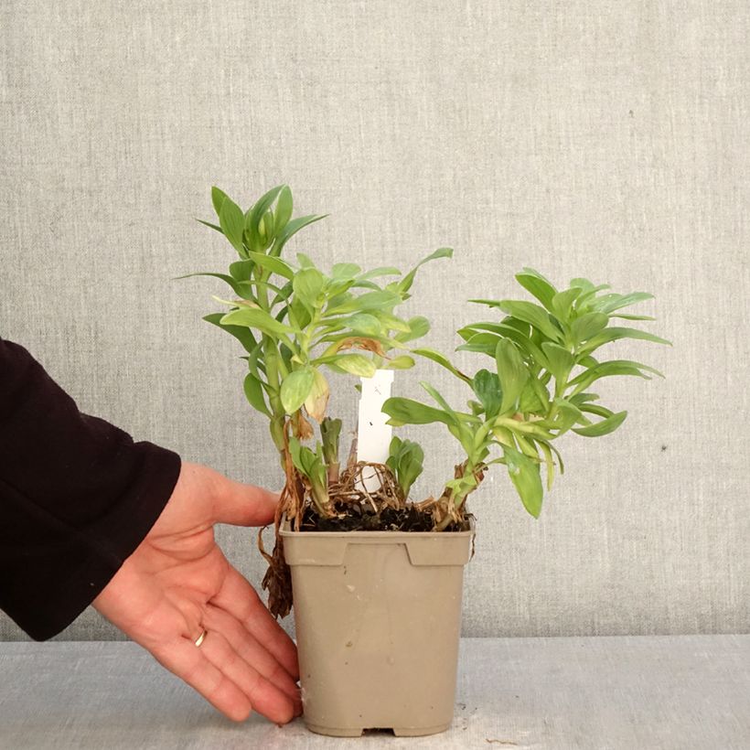 Alstroemeria Duchesses Béatrice Vaso da 1L/1,5L esemplare consegnato in primavera