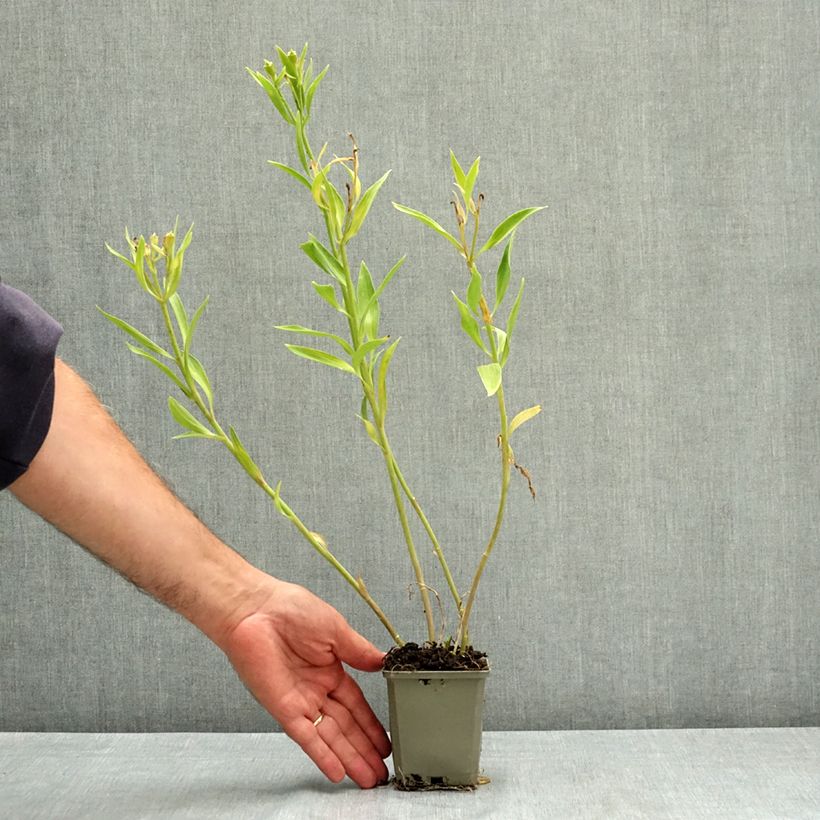 Esemplare di Alstroemeria Duchesses d'Anjou Emilie  Vasetto da 8/9 cm consegnato in estate