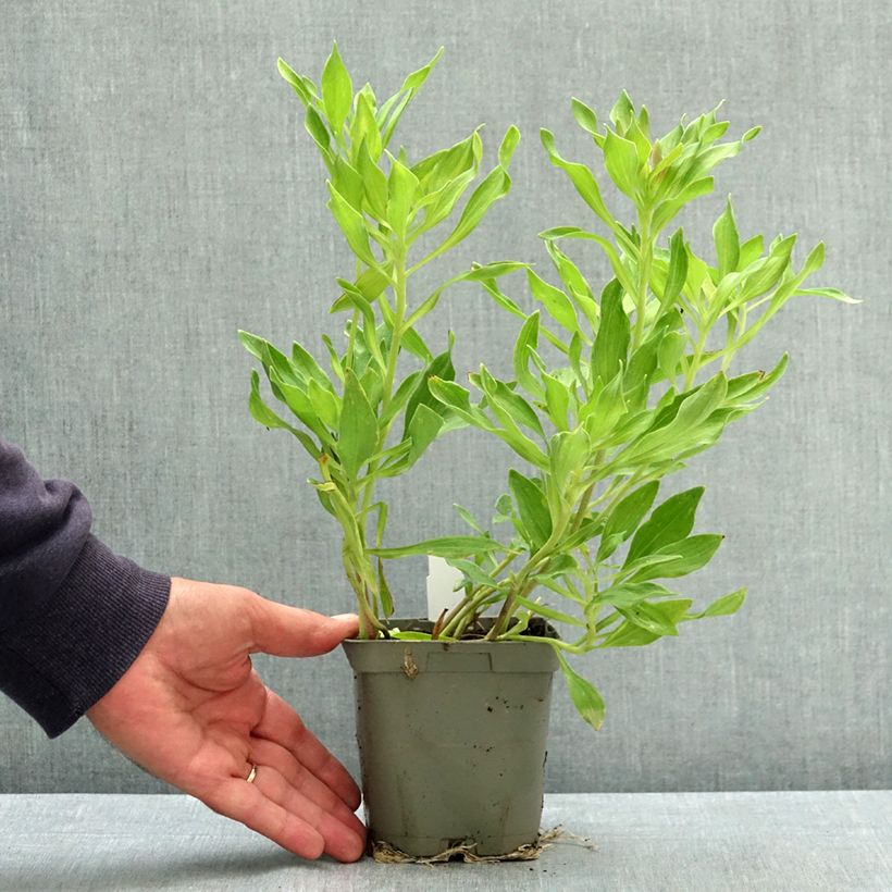 Esemplare di Alstroemeria Duchesses d'Anjou Valentine Vaso da 1L/1,5L consegnato in estate