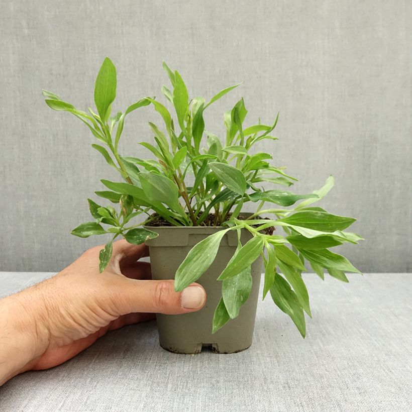 Alstroemeria Duchesses d'Anjou Valentine - Lys des Incas Vaso da 1L/1,5L esemplare consegnato in primavera