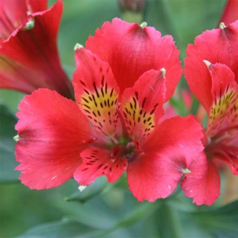 Alstroemeria Duchesses Diane (Flowering)