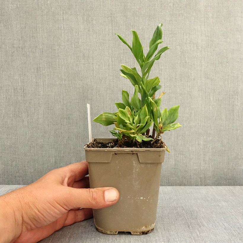 Alstroemeria Duchesses Diane Vaso da 1L/1,5L esemplare consegnato in primavera
