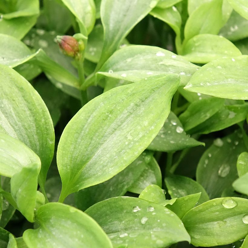 Alstroemeria Duchesse Elisabeth (Foliage)