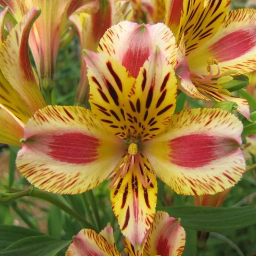 Alstroemeria Duchesses Marguerite (Flowering)