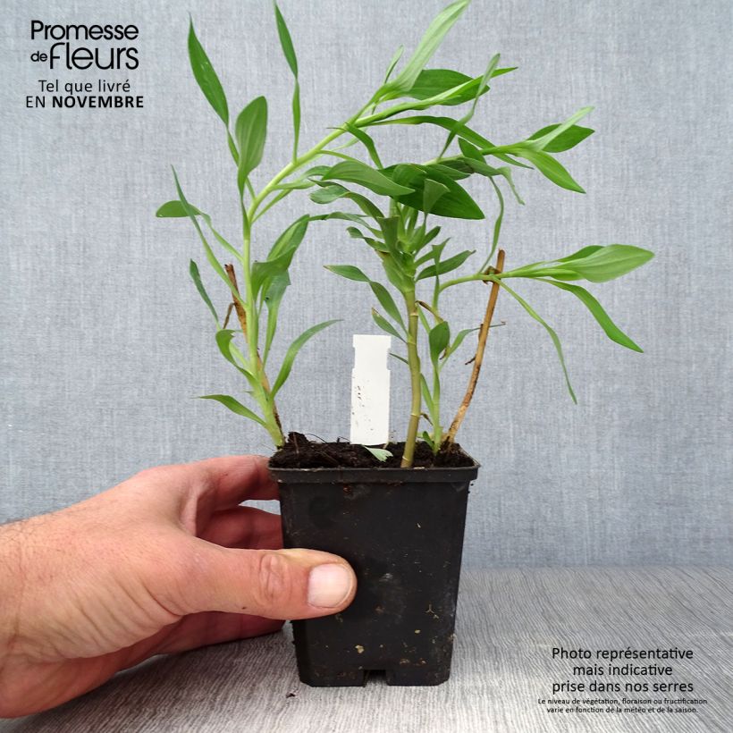 Esemplare di Alstroemeria Duchesses Marguerite Vasetto da 8/9 cm come consegnato in autunno