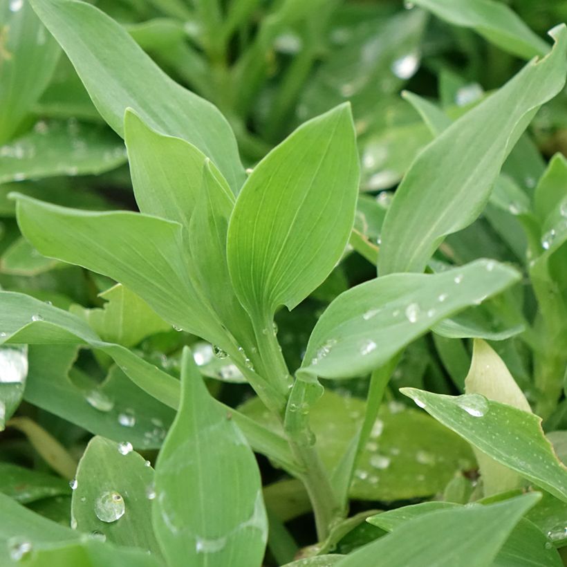 Alstroemeria Duchesses Marguerite (Foliage)