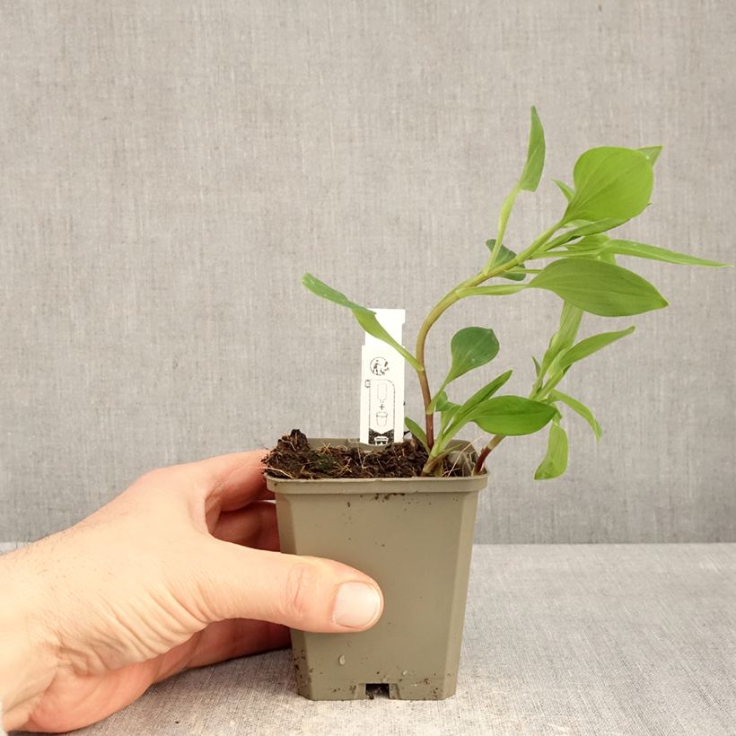 Example of Alstroemeria Majestic Liré Vasetto da 8/9 cm as you get in hiver