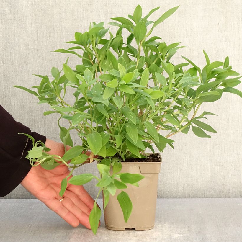 Alstroemeria Majestic Liré Vaso da 1L/1,5L esemplare consegnato in primavera