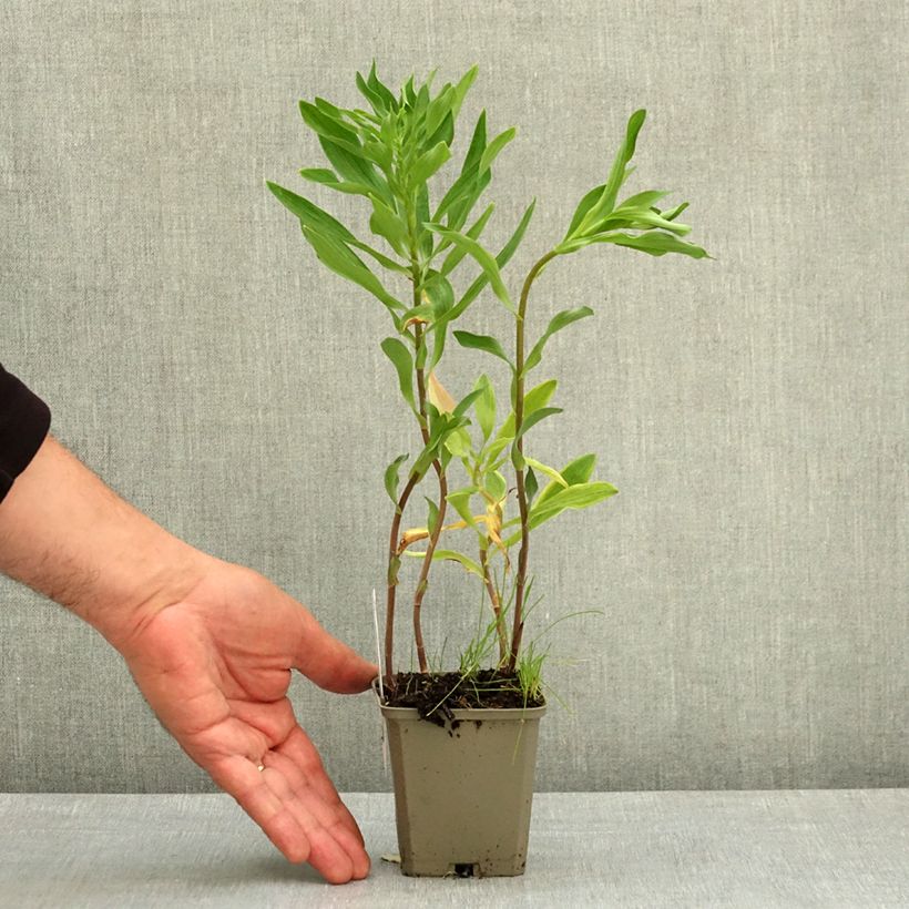 Alstroemeria Majestic Longué Vasetto da 8/9 cm esemplare consegnato in primavera