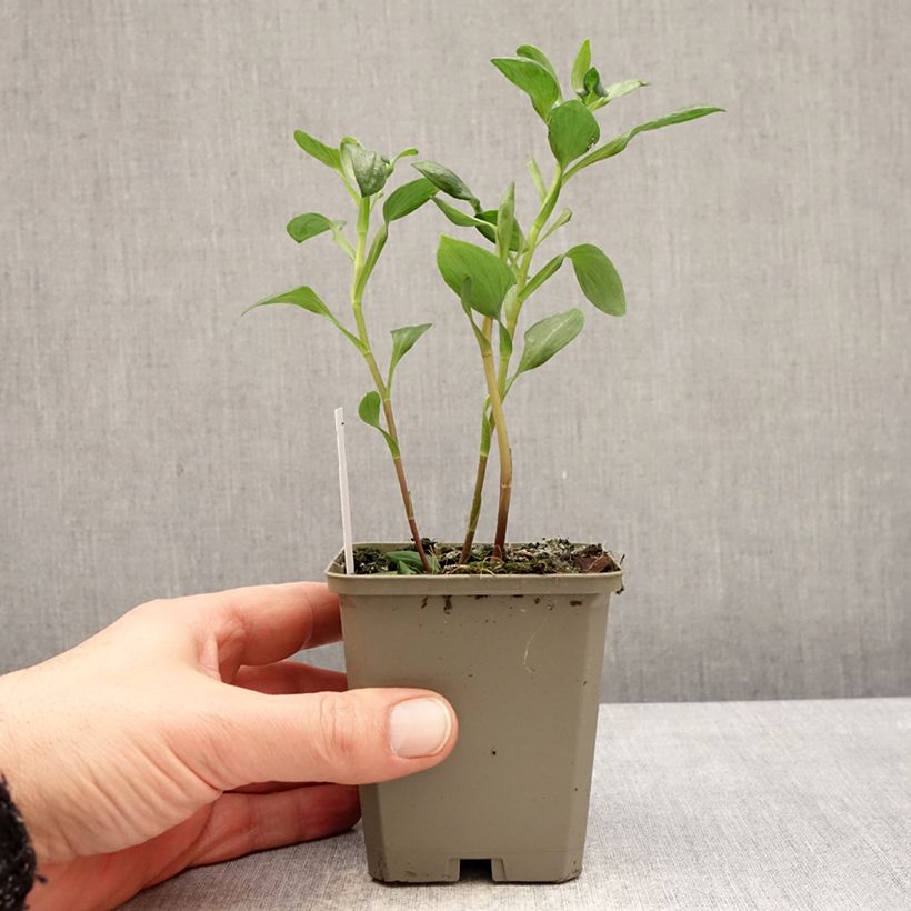 Example of Alstroemeria Majestic Marcé Vasetto da 8/9 cm as you get in hiver