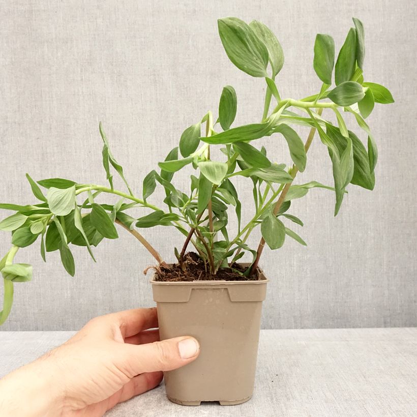 Alstroemeria Majestic Marcé Vaso da 1L/1,5L esemplare consegnato in primavera