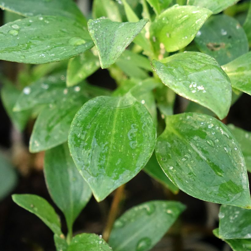 Alstroemeria Majestic Montsoreau (Foliage)