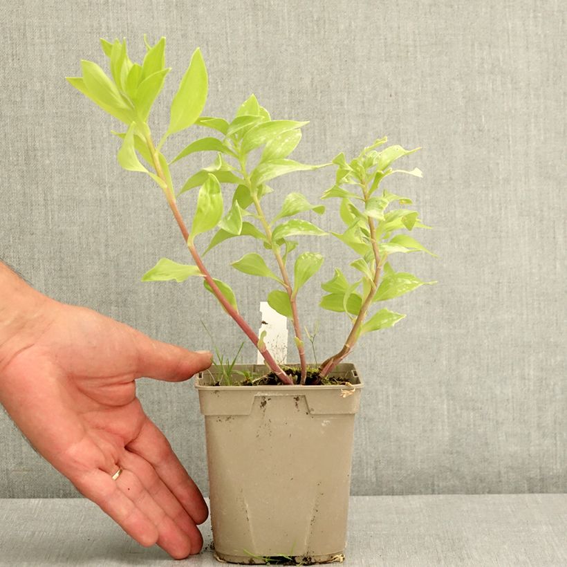 Esemplare di Alstroemeria Majestic Tiercé Vaso da 1L/1,5L consegnato in estate
