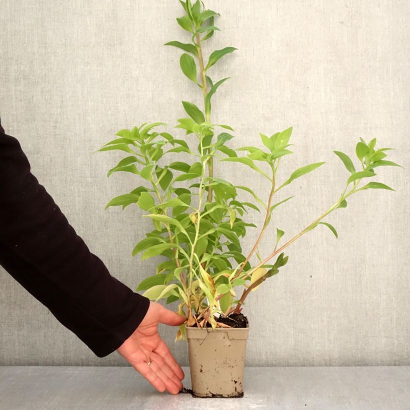 Alstroemeria Majestic Tiercé Vaso da 1L/1,5L esemplare consegnato in primavera