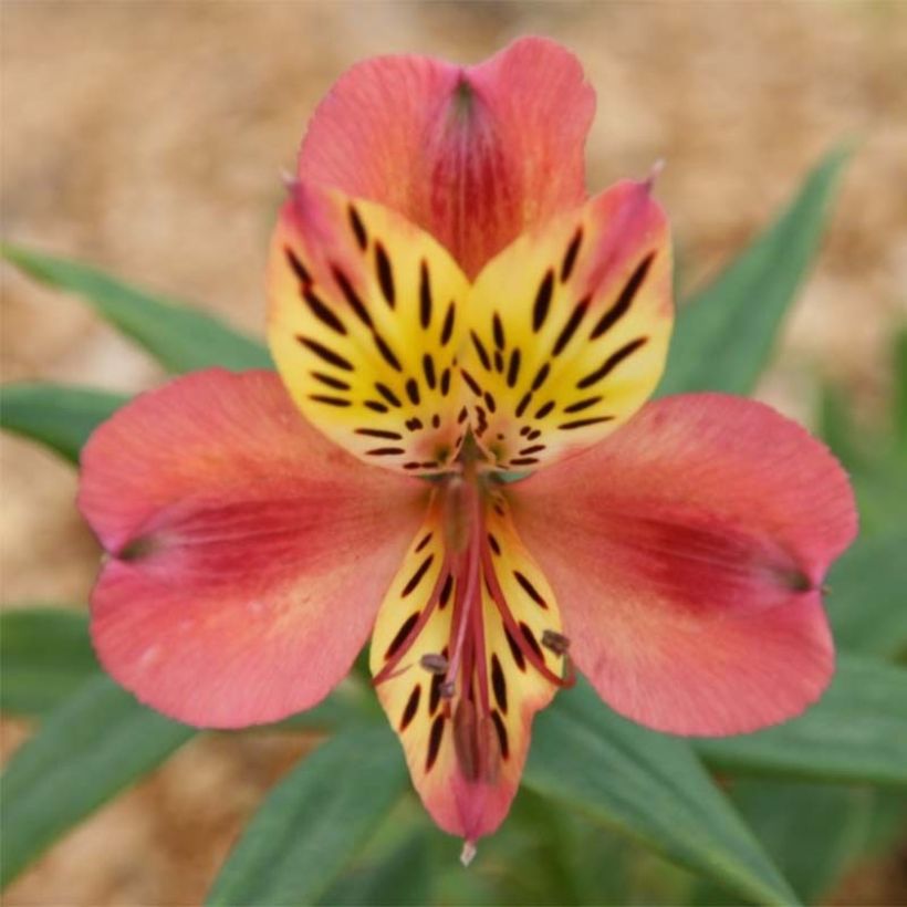 Alstroemeria Majestic Avrillé (Flowering)