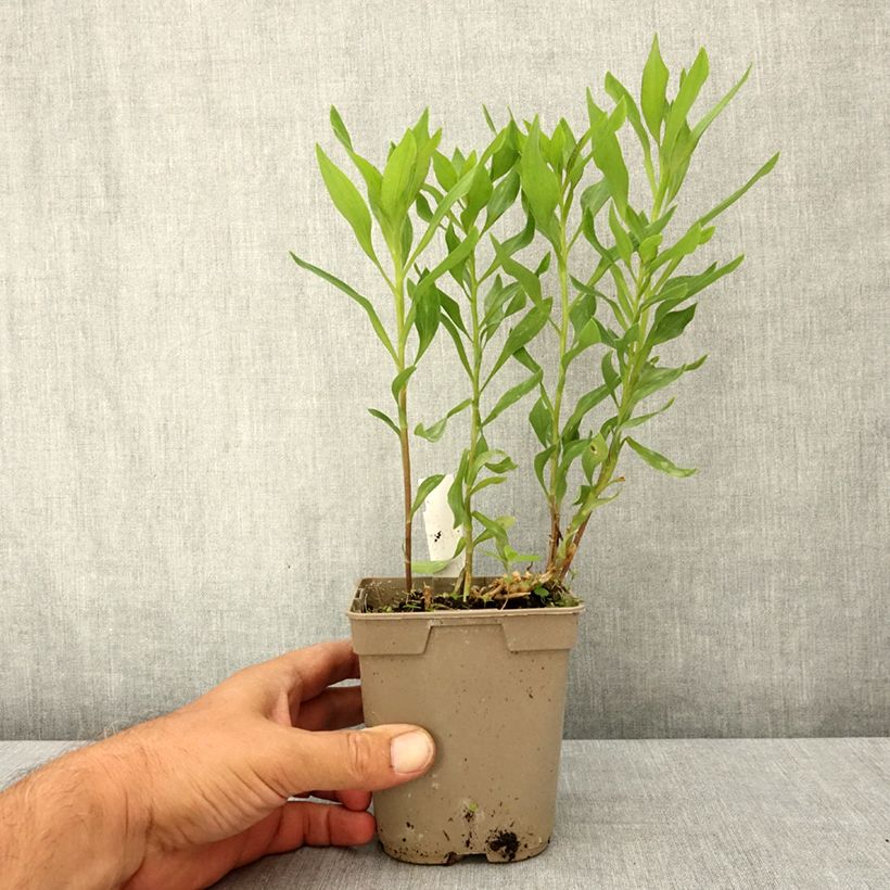 Esemplare di Alstroemeria Majestic Avrillé Vaso da 1L/1,5L consegnato in estate