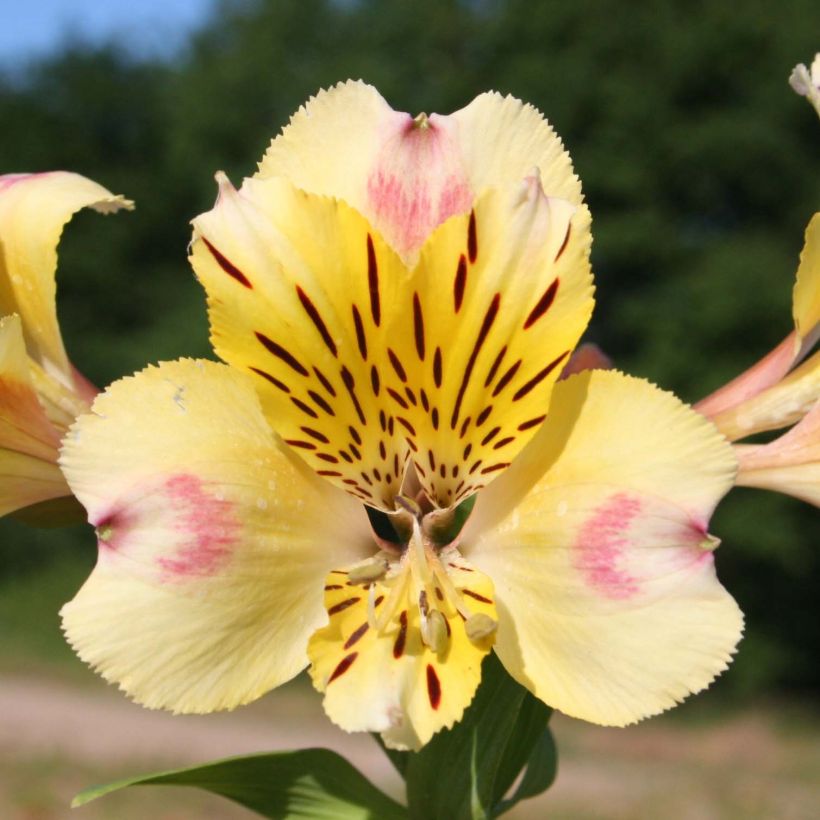 Alstroemeria Majestic Briançon (Flowering)