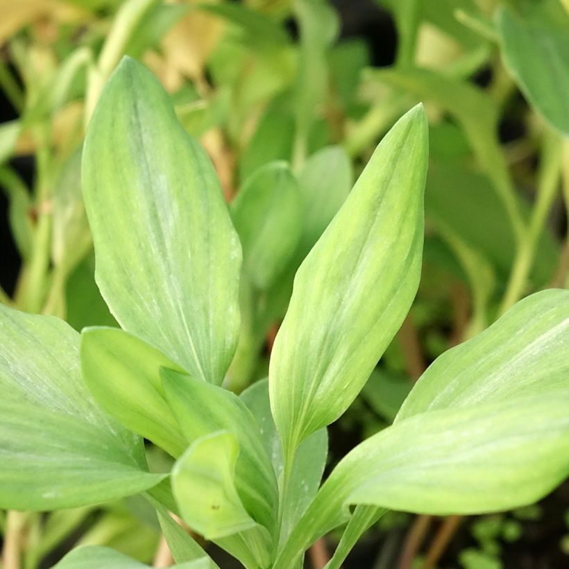 Alstroemeria Majestic Briançon (Foliage)