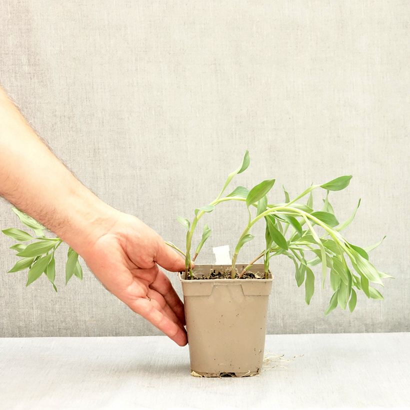 Esemplare di Alstroemeria Majestic Brissac Vaso da 1L/1,5L consegnato in estate