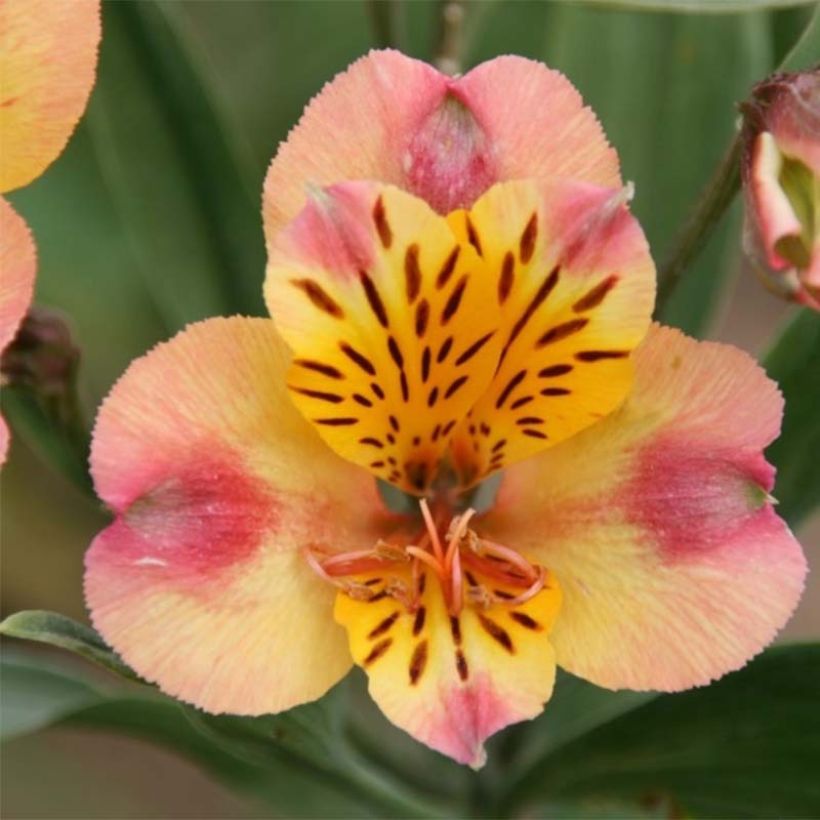 Alstroemeria Majestic Chartrené (Flowering)