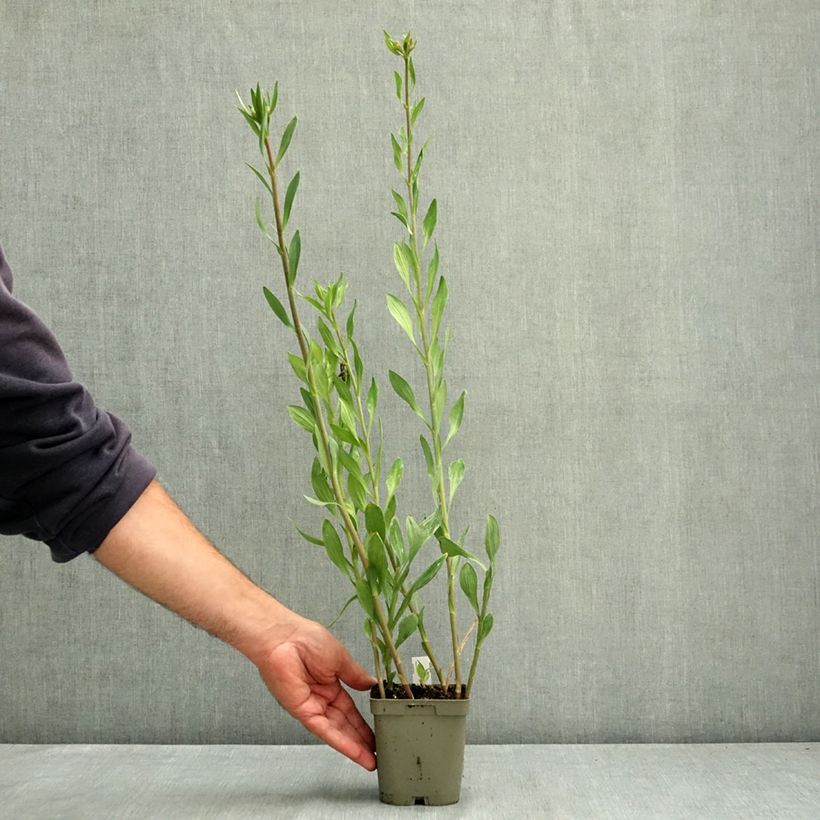 Esemplare di Alstroemeria Majestic Chartrené Vaso da 1L/1,5L consegnato in estate