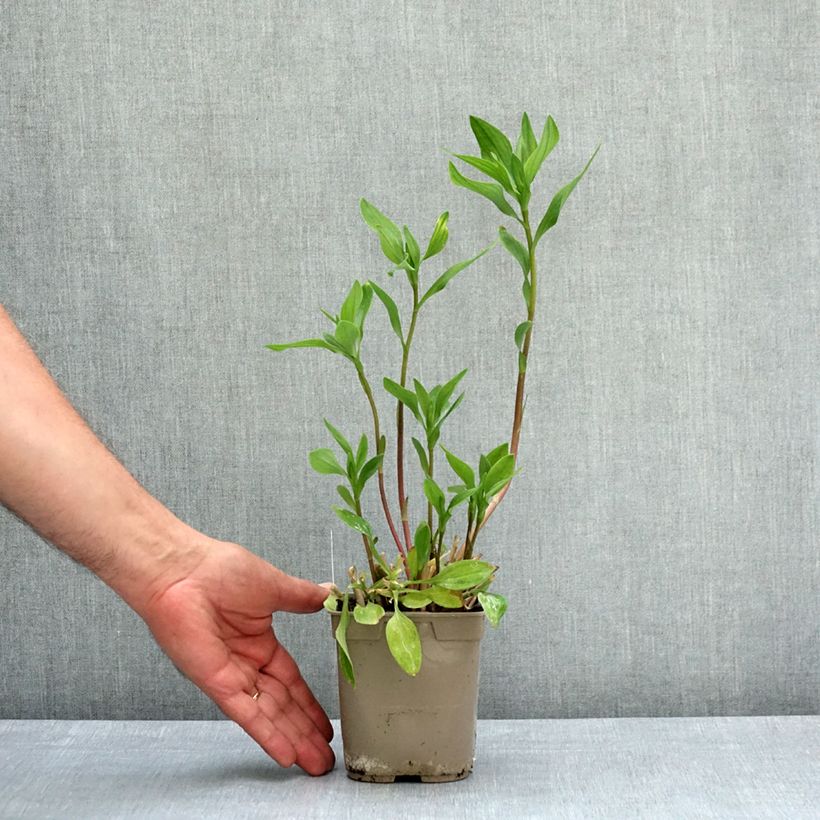 Alstroemeria Majestic Chartrené Vaso da 1L/1,5L esemplare consegnato in primavera