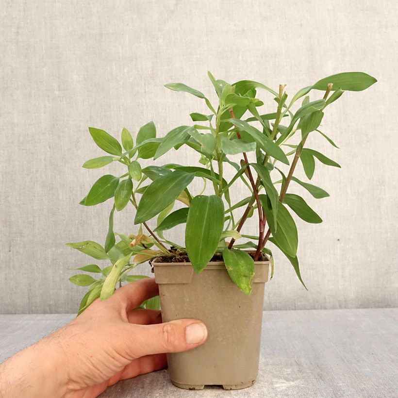 Alstroemeria Majestic Chinon Vaso da 1L/1,5L esemplare consegnato in primavera