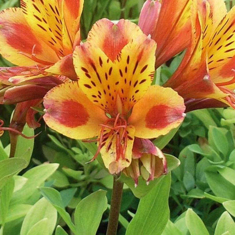 Alstroemère - Alstroemeria Inca Exotica (Fioritura)