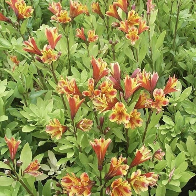 Alstroemère - Alstroemeria Inca Exotica (Porto)