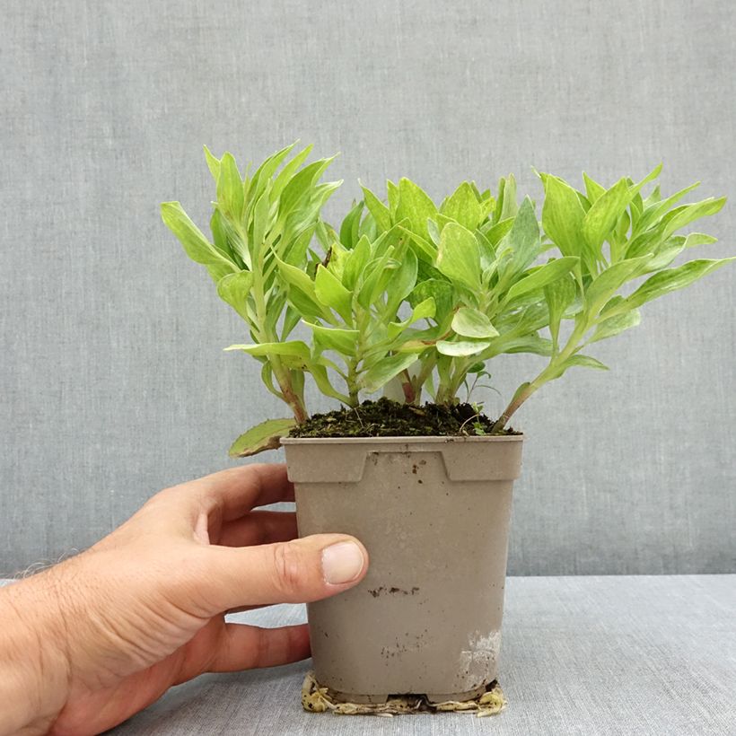 Esemplare di Alstroemeria Pitchounes Charlotte Vaso da 1L/1,5L consegnato in estate