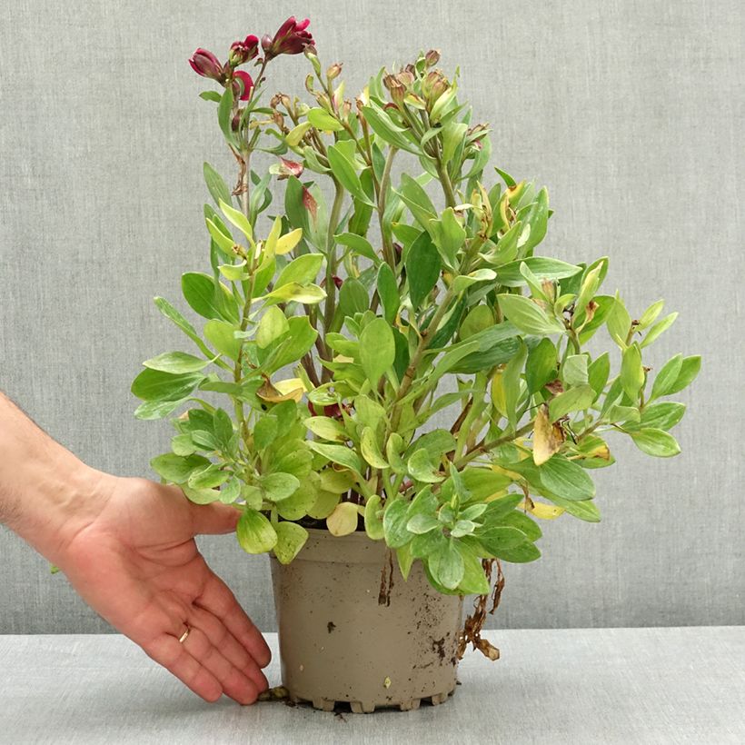 Alstroemeria Pitchounes Leonie - Lys des Incas Vaso da 2L/3L esemplare consegnato in primavera