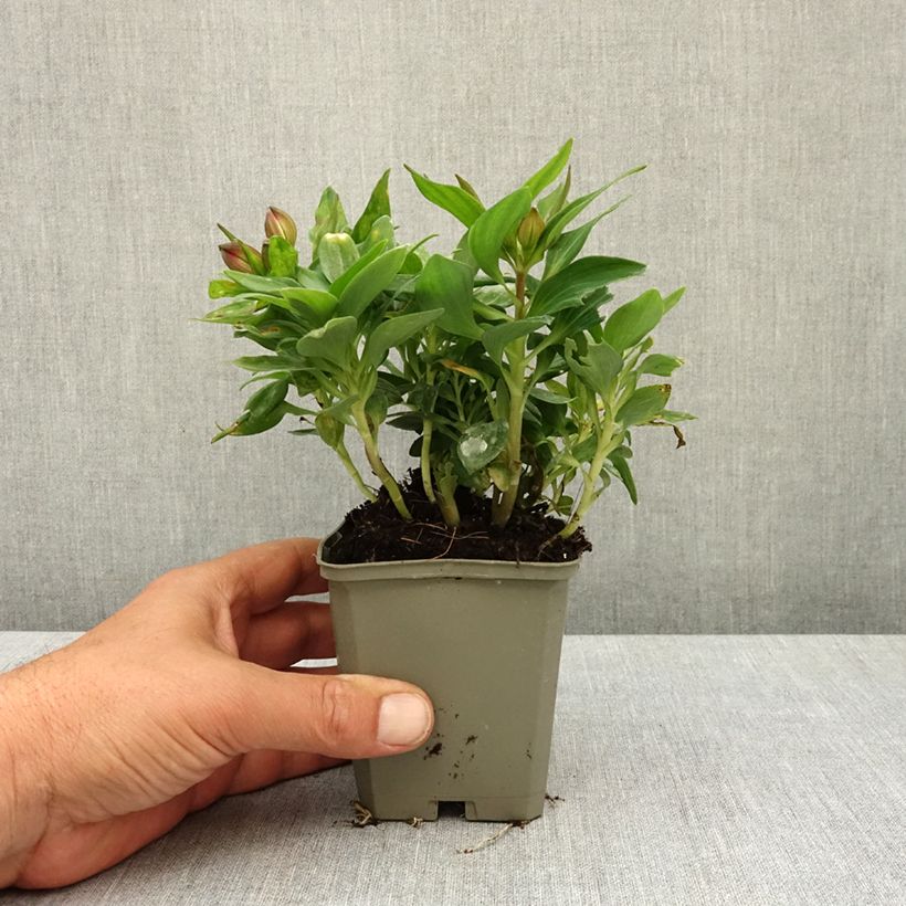 Alstroemeria Pitchounes Lily Rose - Lys des Incas Vasetto da 8/9 cm esemplare consegnato in primavera