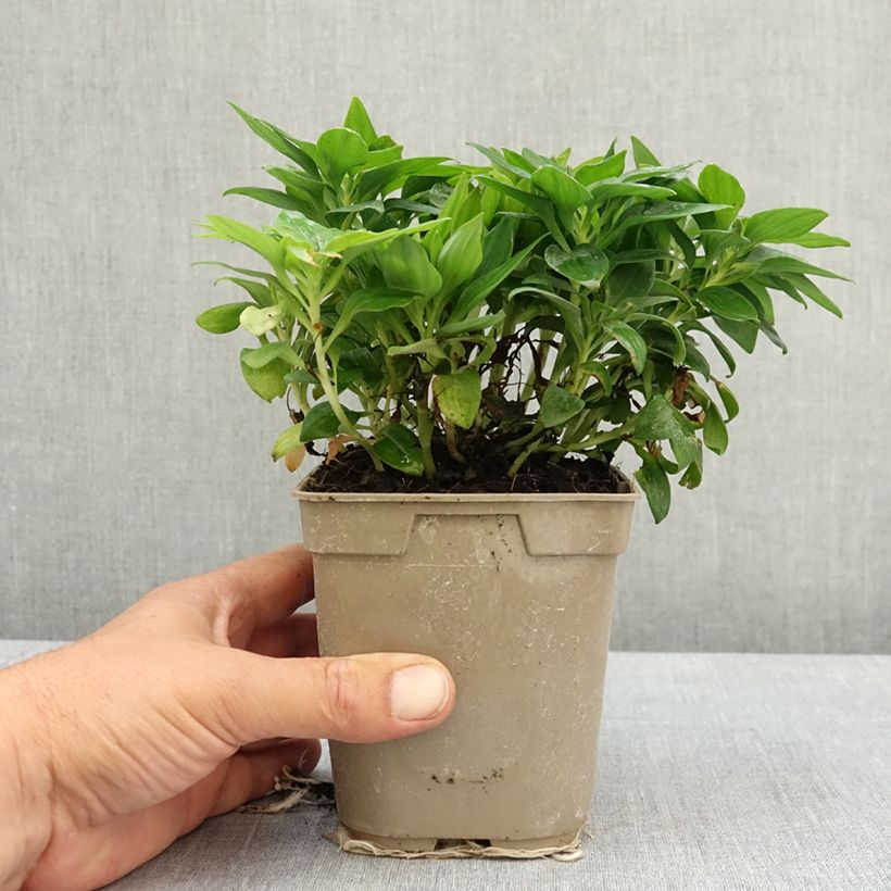 Alstroemeria Pitchounes Lily Rose - Lys des Incas Vaso da 1L/1,5L esemplare consegnato in primavera
