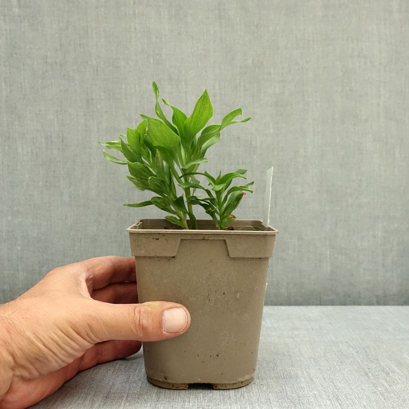 Esemplare di Alstroemeria Pitchounes Lola Vaso da 1L/1,5L consegnato in estate