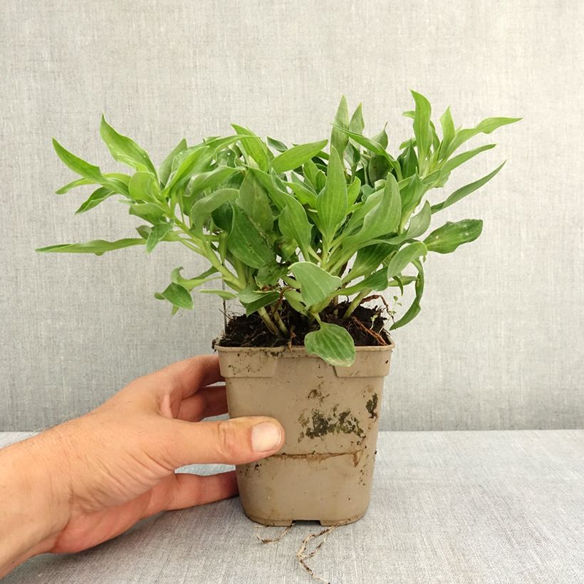 Alstroemeria Pitchounes Lola Vaso da 1L/1,5L esemplare consegnato in primavera
