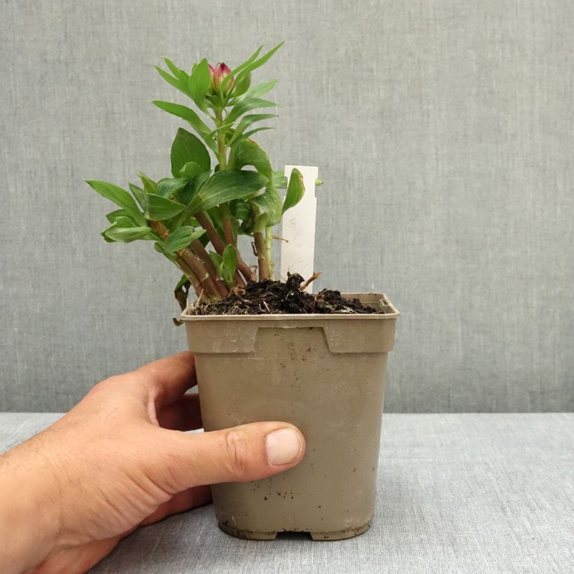 Alstroemeria Pitchounes Lucas Vaso da 1L/1,5L esemplare consegnato in primavera