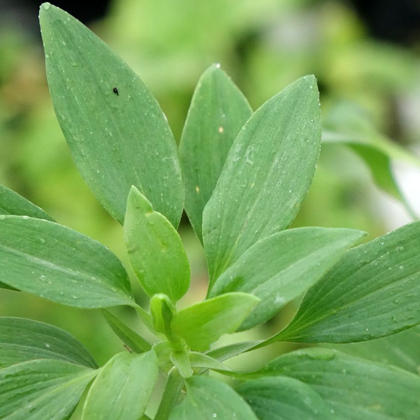 Alstroemeria Pitchounes Noah (Fogliame)
