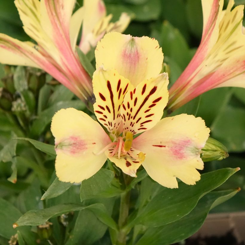 Alstroemeria Pitchounes Noah (Fioritura)