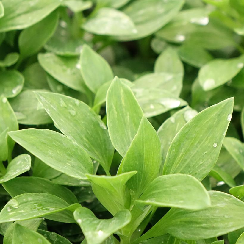 Alstroemeria Pitchounes Oceane (Foliage)
