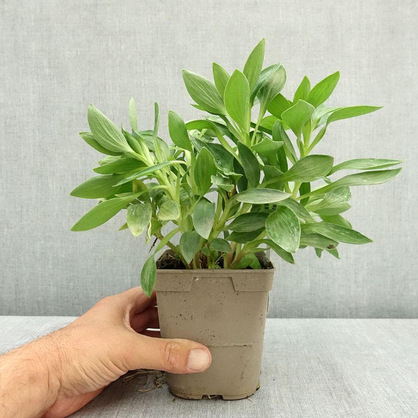Esemplare di Alstroemeria Pitchounes Oceane Vaso da 1L/1,5L consegnato in estate