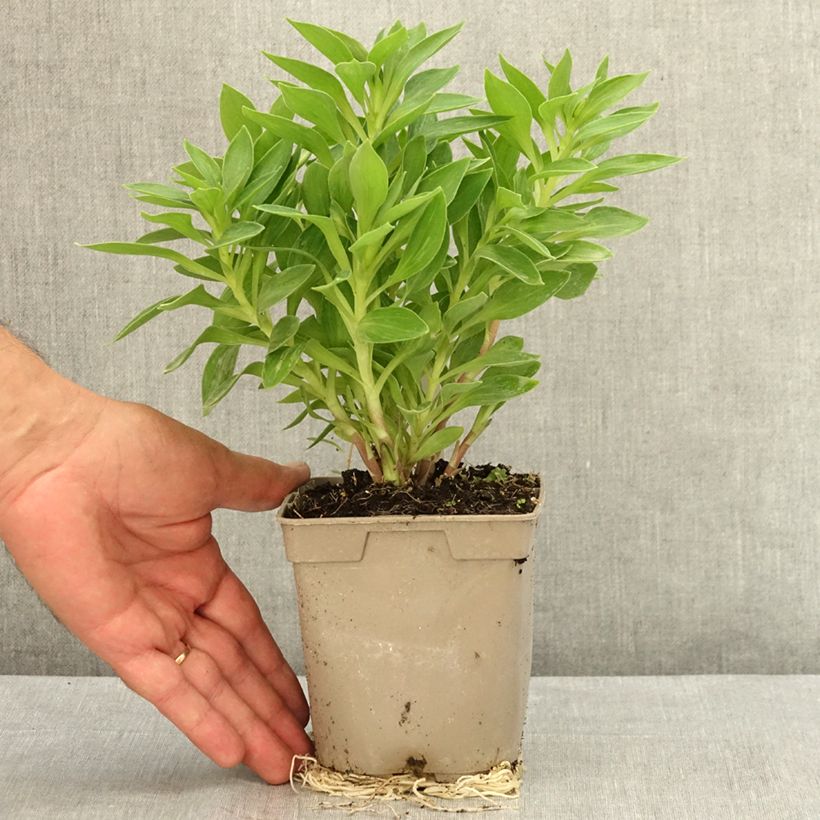 Esemplare di Alstroemeria Pitchounes Rosie Vaso da 1L/1,5L consegnato in estate