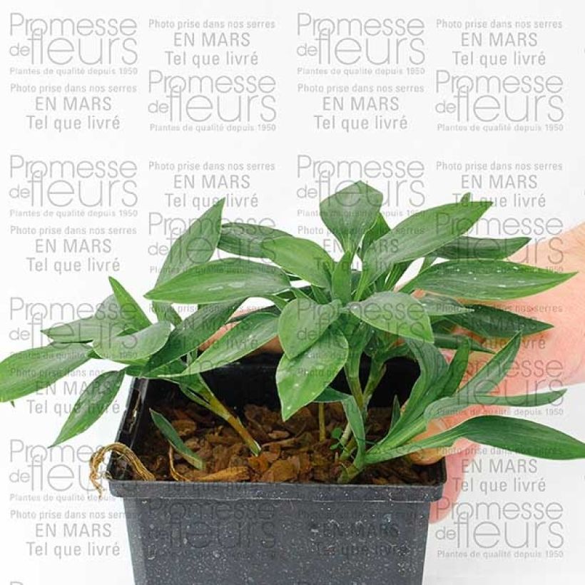 Esempio di esemplare Alstroemeria Inca Ice Vasetto da 8/9 cm come consegnato