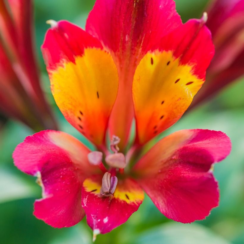 Alstroemère - Alstroemeria Inca Pulse (Fioritura)