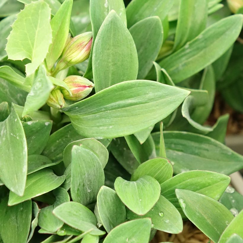 Alstroemeria Incalys Cherry (Fogliame)