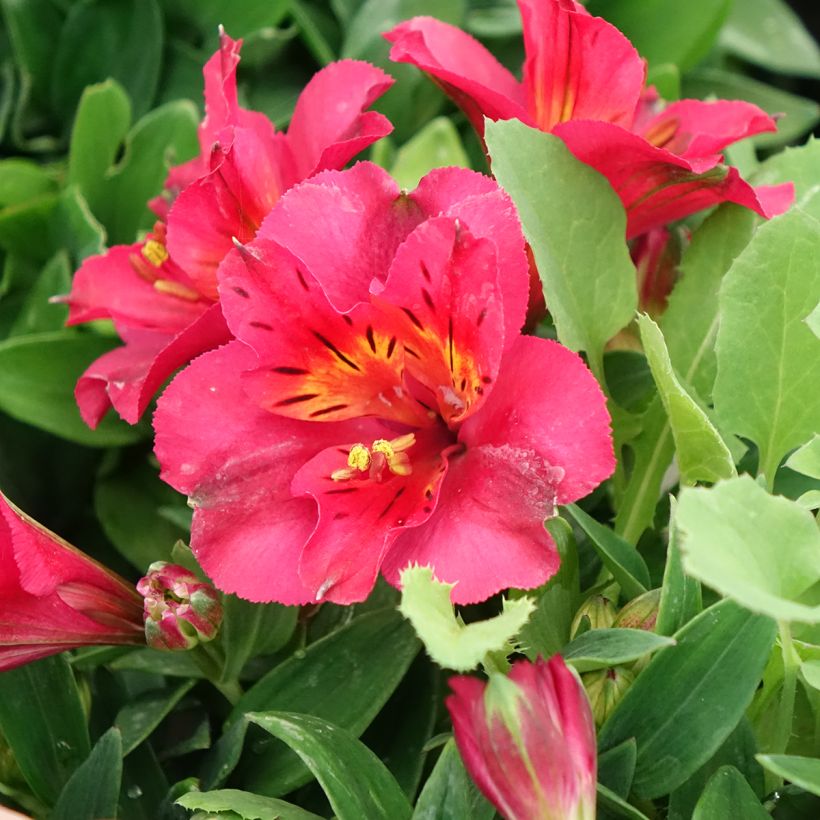 Alstroemeria Incalys Cherry (Fioritura)