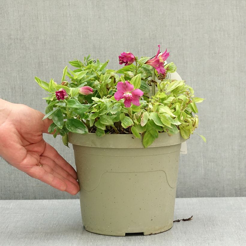 Alstroemeria Incalys Purple Vaso da 3L/4L esemplare consegnato in primavera