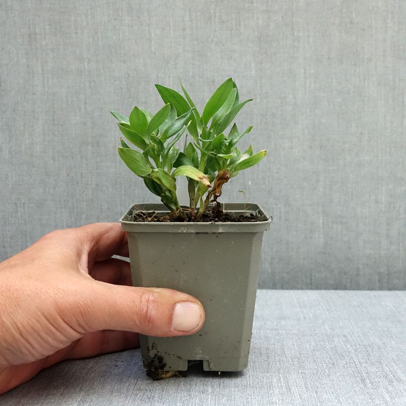 Alstroemeria Incalys Salmon Vasetto da 8/9 cm esemplare consegnato in primavera
