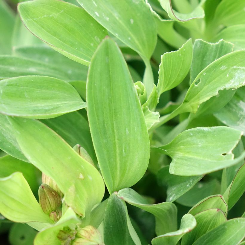 Alstroemeria Incalys Salmon (Fogliame)