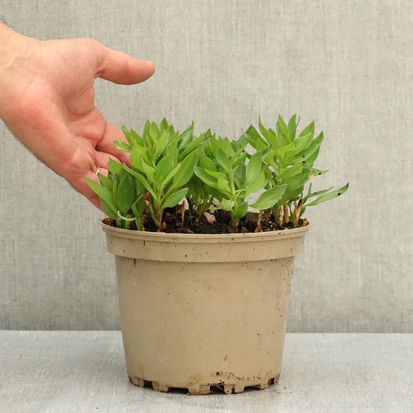 Esemplare di Alstroemeria Incalys Salmon Vaso da 3L/4L consegnato in estate
